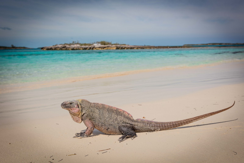 15 Bahamas, Great Exuma.jpg